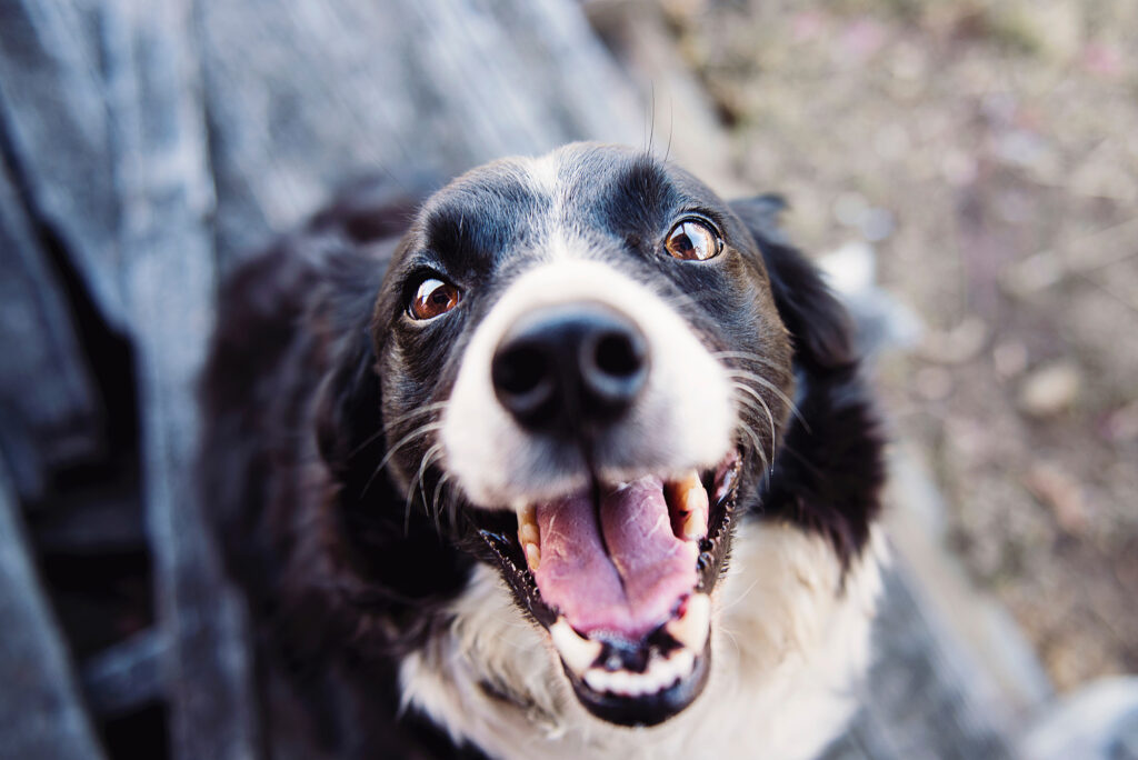 Happy border collie dog looking straight at the camera