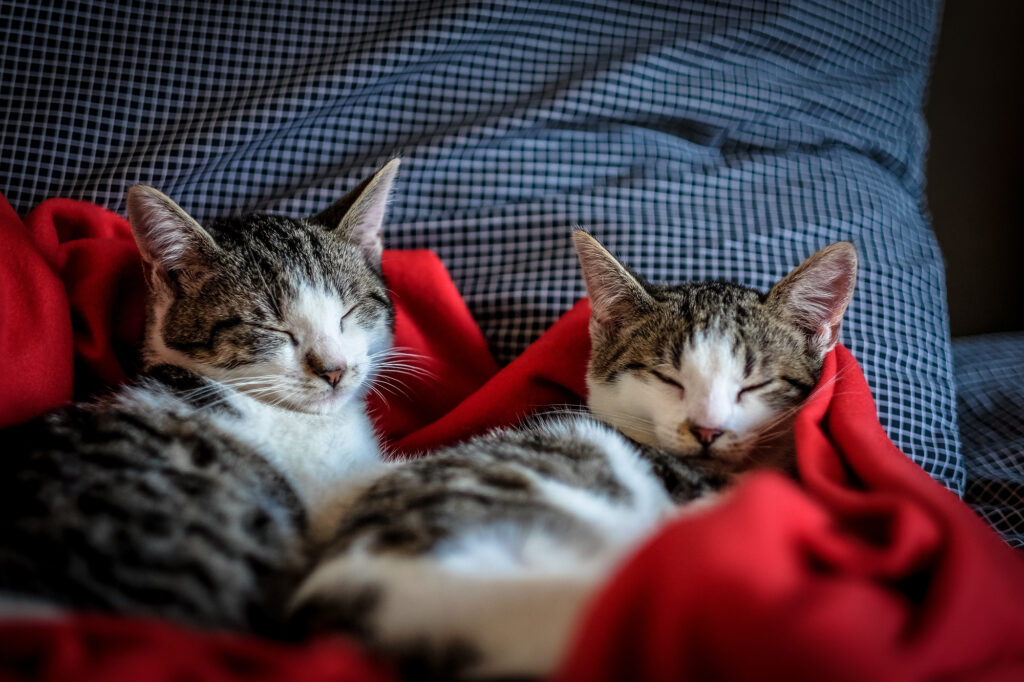 Two cats resting peacefully at home in a blanket