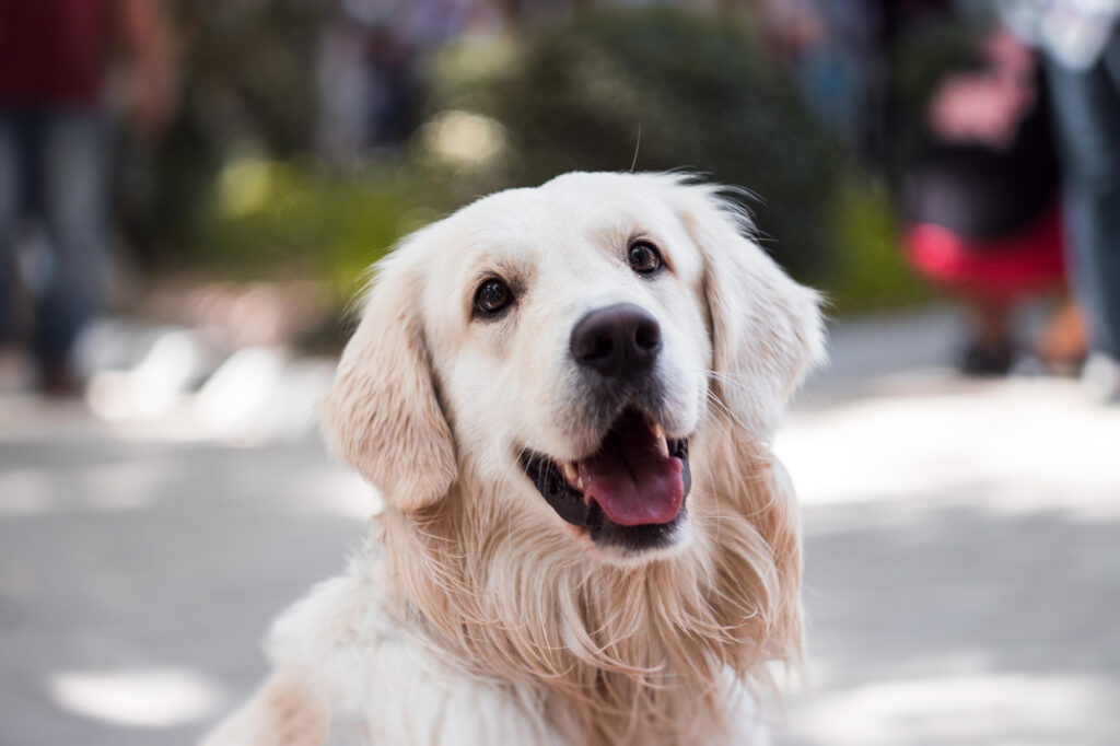 Adorable golden retriever looking at the camera in an outdoor setting
