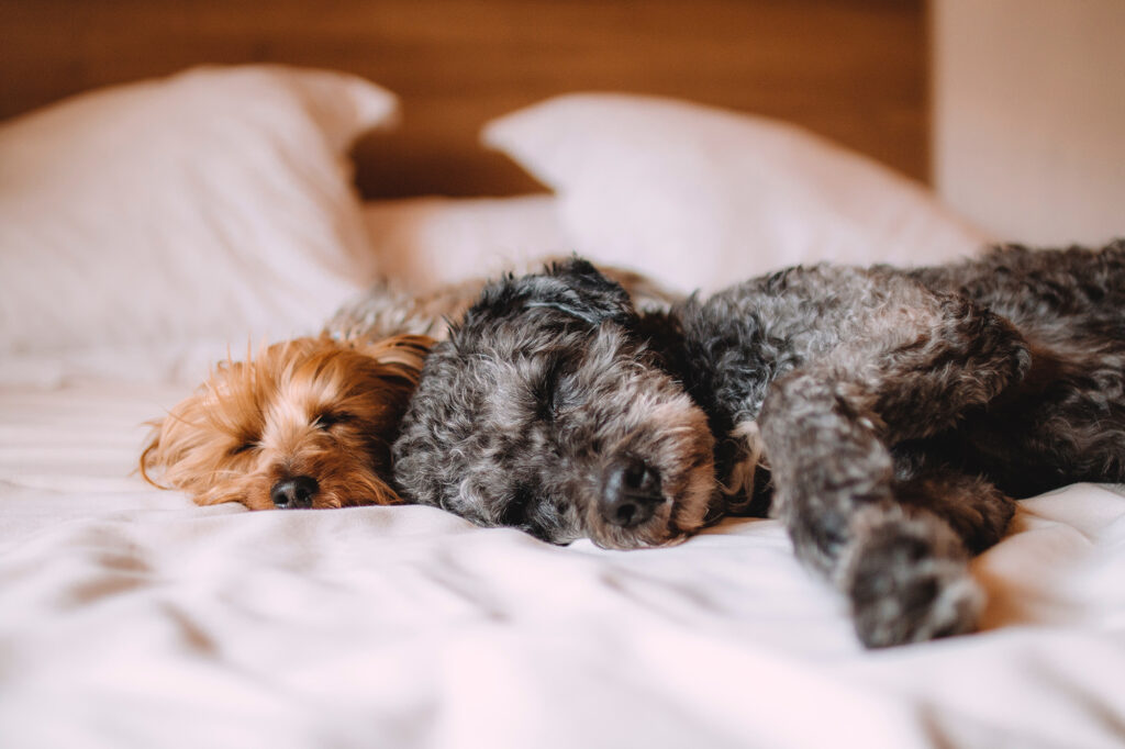 Two poodle puppies curled up in bed while enjoying their pet minding service