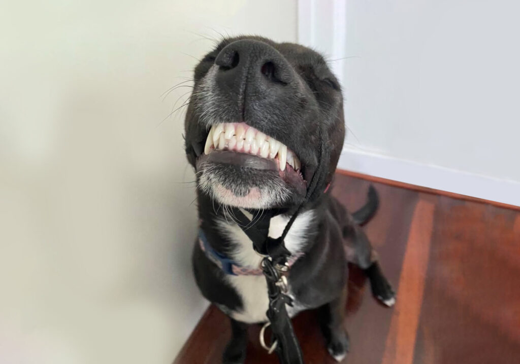 Close up of a black dog smiling at the camera