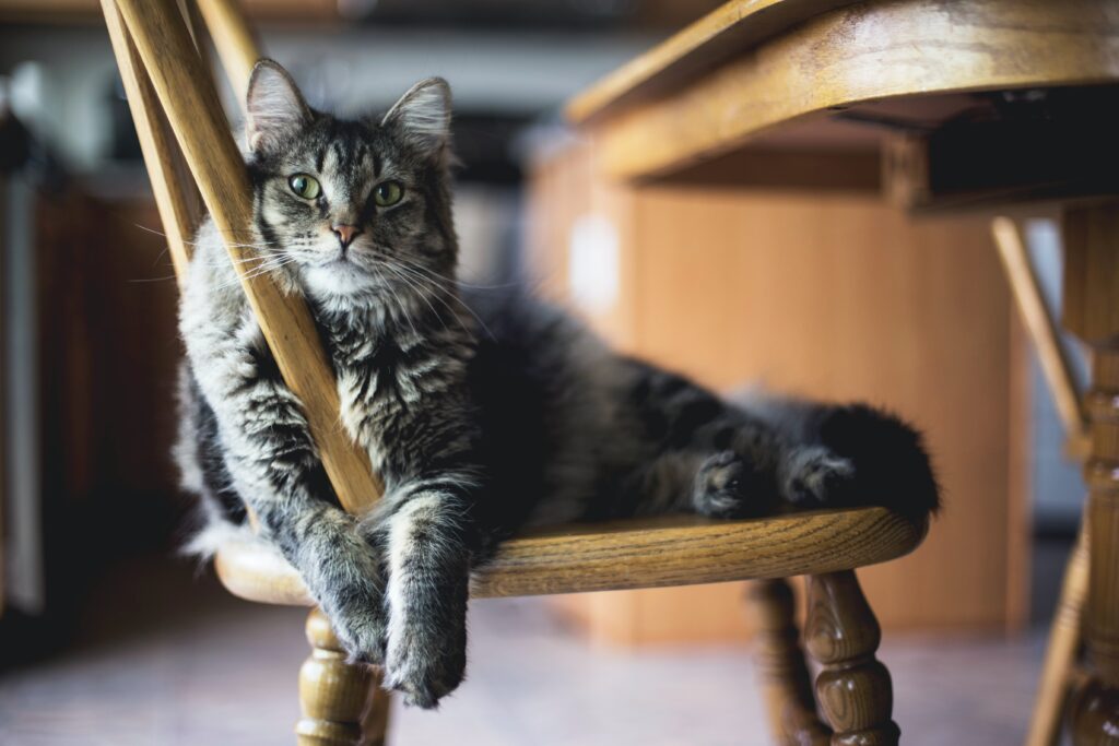 Cat lazing in a wooden chair looking directly at the camera