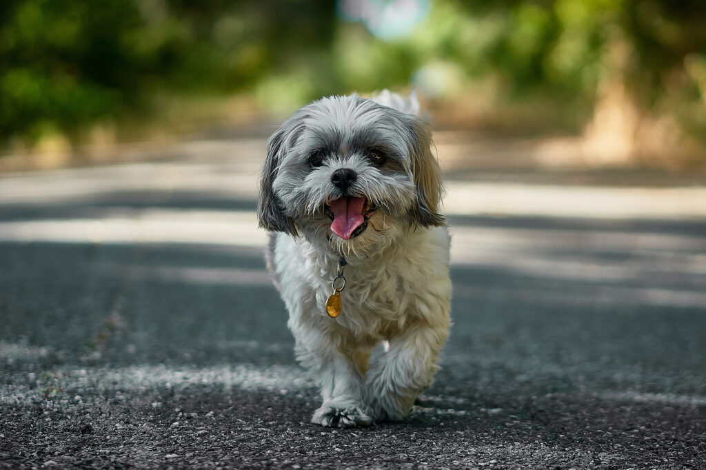 Happy little dog walking cheerfully along a path outside with the Cuddles and More pet minder