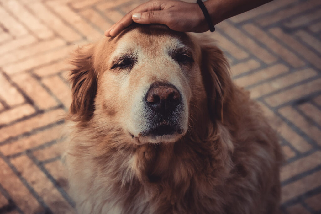 Old dog looking very content as he gets a pat from Cuddles and More Pet minding