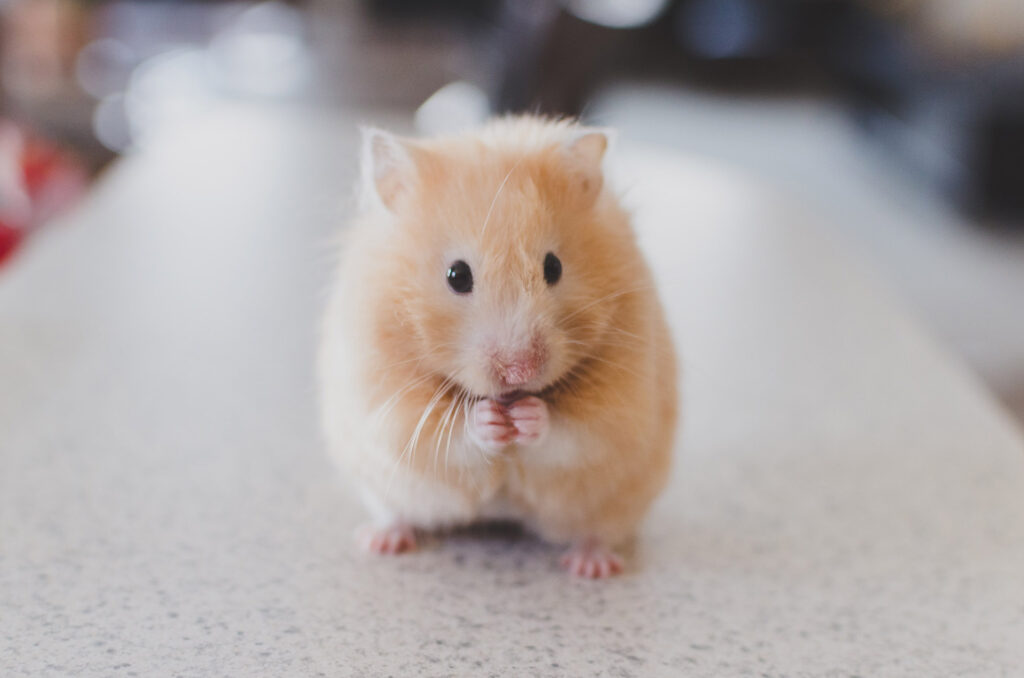 Small hamster nibbling on some food while looking at his pet sitter from Cuddles and More